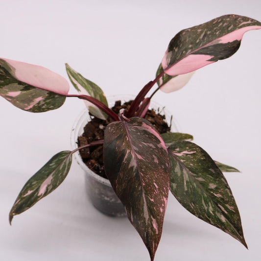 PHILODENDRON PINK PRINCESS GALAXY