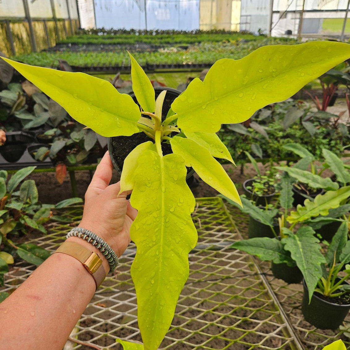 PHILODENDRON RING OF FIRE GOLDEN