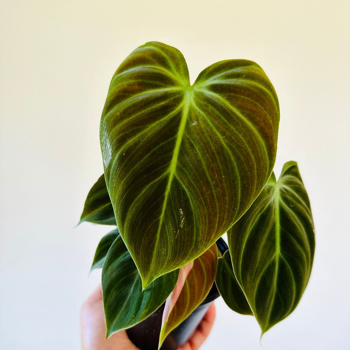 PHILODENDRON VERRUCOSUM
