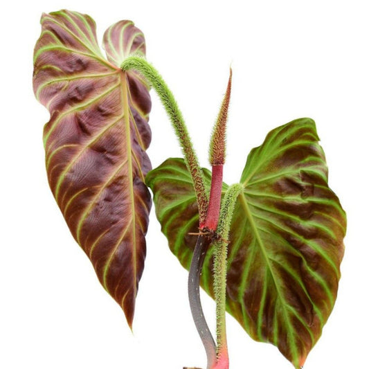 PHILODENDRON VERRUCOSUM