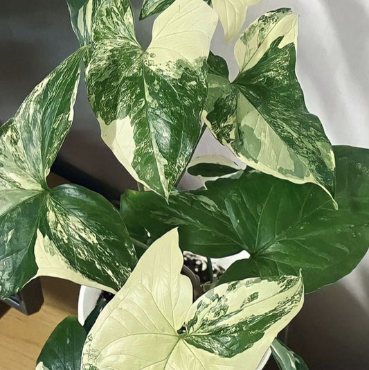SYNGONIUM ALBO