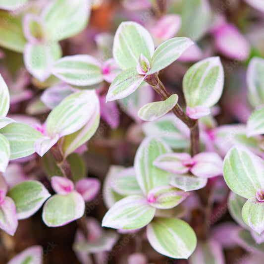CALLISIA REPENS PINK LADY
