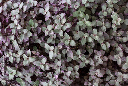CALLISIA REPENS PINK LADY