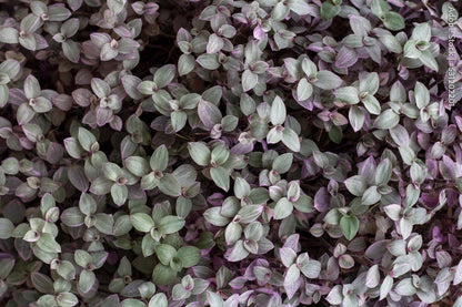 CALLISIA REPENS PINK LADY