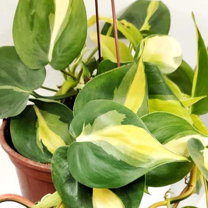 PHILODENDRON CORDATUM BRASIL