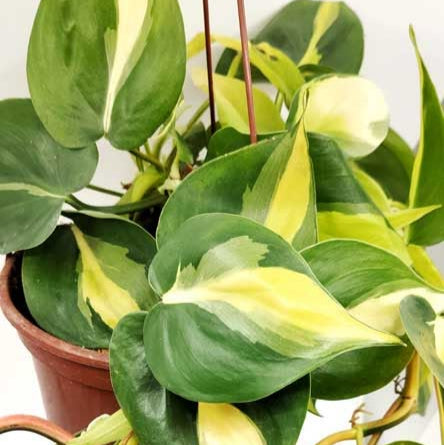 PHILODENDRON CORDATUM BRASIL