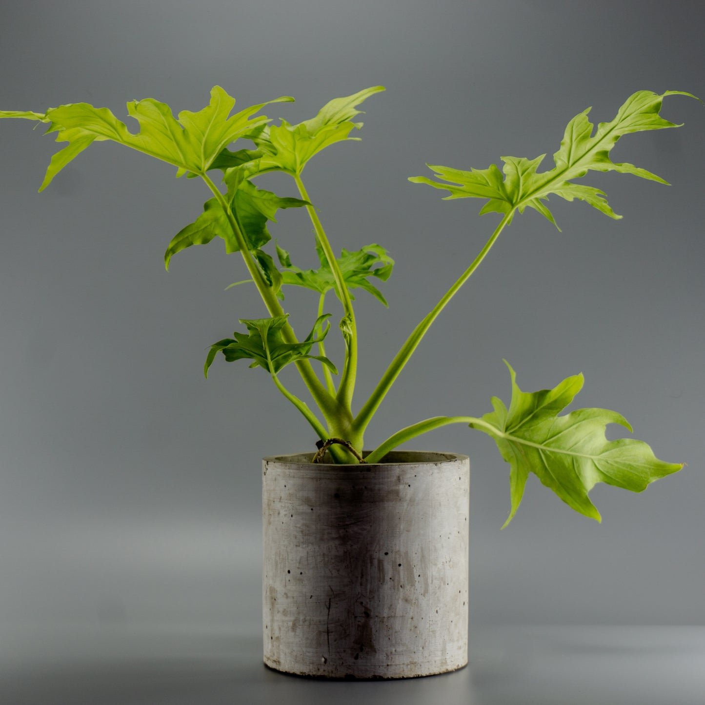 PHILODENDRON WARSCEWICZII FLAVUM L