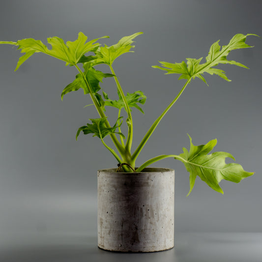 PHILODENDRON WARSCEWICZII FLAVUM L