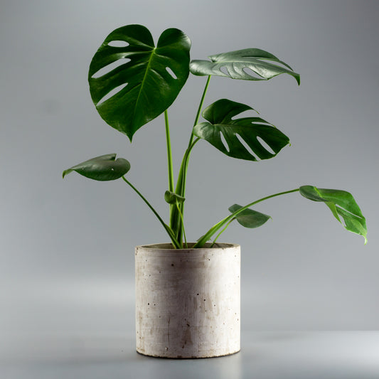 MONSTERA DELICIOSA S