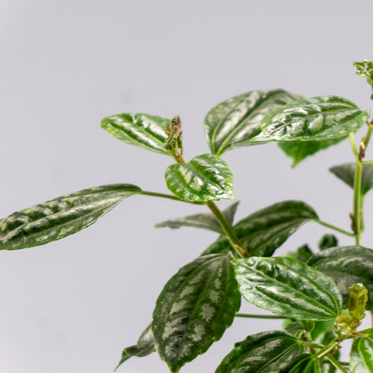 PILEA CADIEREI