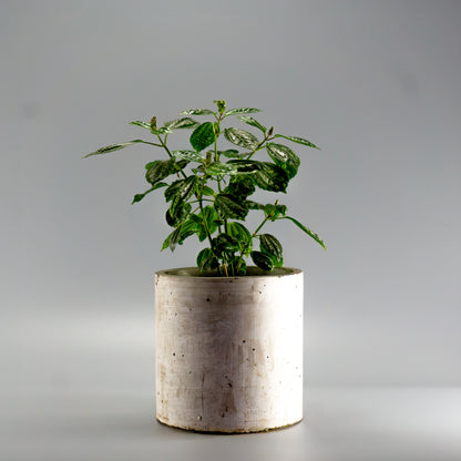 PILEA CADIEREI
