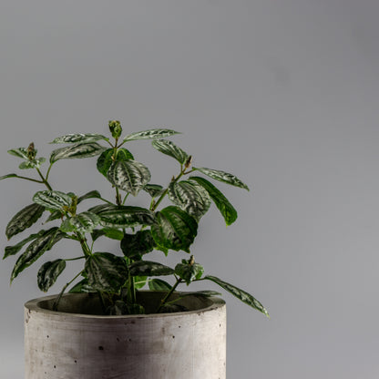 PILEA CADIEREI