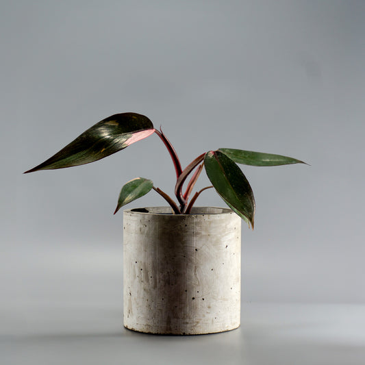 PHILODENDRON PINK PRINCESS