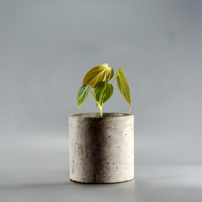 PHILODENDRON MELANOCHRYSUM