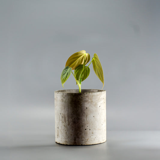 PHILODENDRON MELANOCHRYSUM