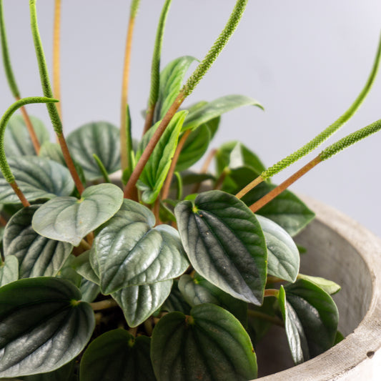 PEPEROMIA CAPERATA