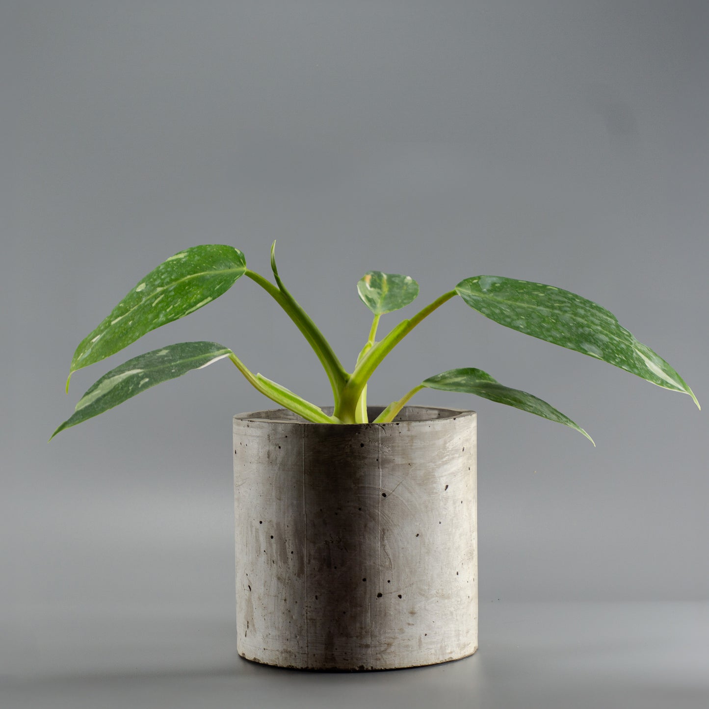 PHILODENDRON WHITE WIZARD