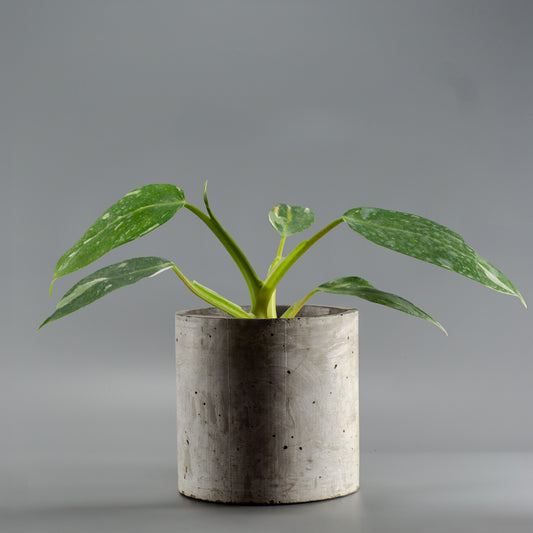 PHILODENDRON WHITE WIZARD