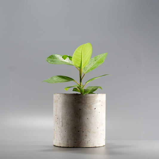 FICUS BENGHALENSIS GOLD