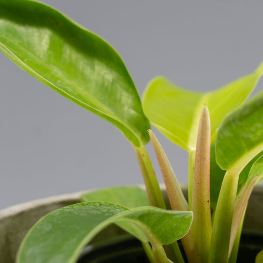 PHILODENDRON IMPERIAL GOLDEN