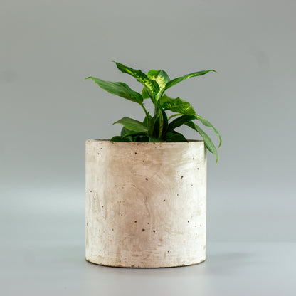 DIEFFENBACHIA
