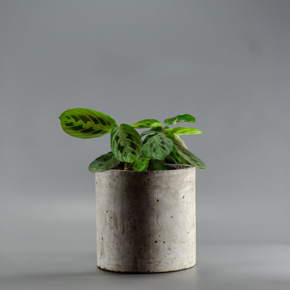 MARANTA LEUCONERA