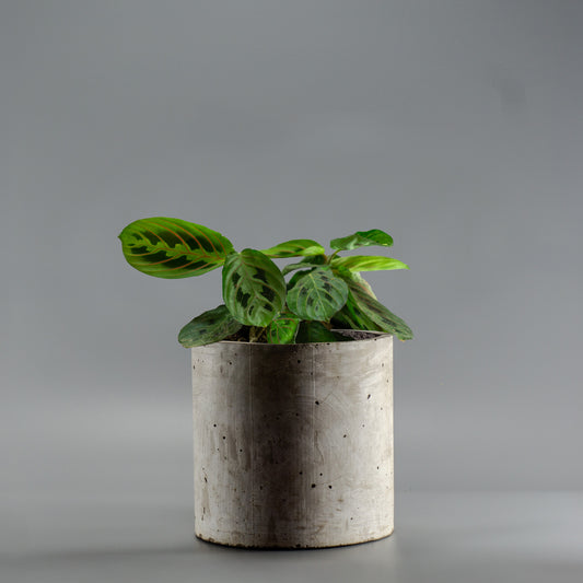 MARANTA LEUCONERA