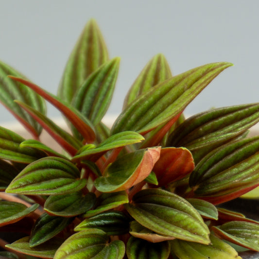 PEPEROMIA CAPERATA ROSSO