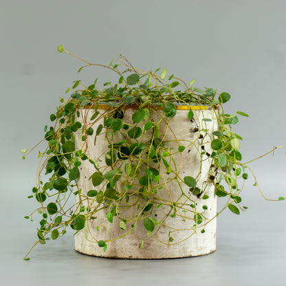 PEPEROMIA ROTUNDIFLORA