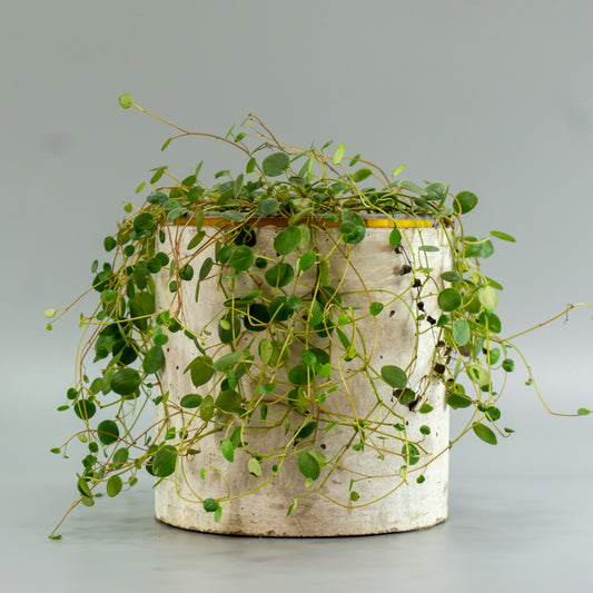 PEPEROMIA ROTUNDIFLORA