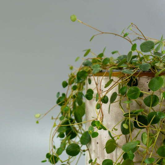 PEPEROMIA ROTUNDIFLORA