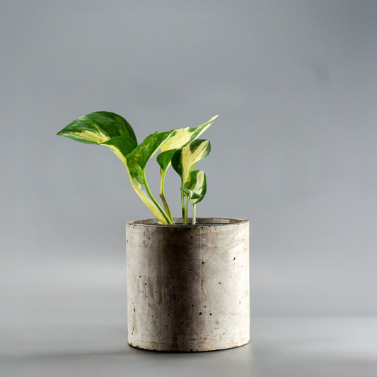 EPIPREMNUM MANJULA