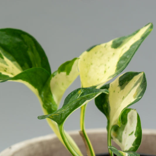 EPIPREMNUM MANJULA