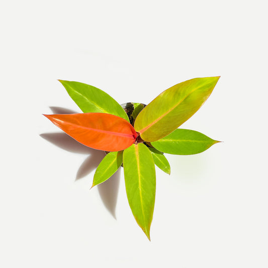 PHILODENDRON PRINCE OF ORANGE