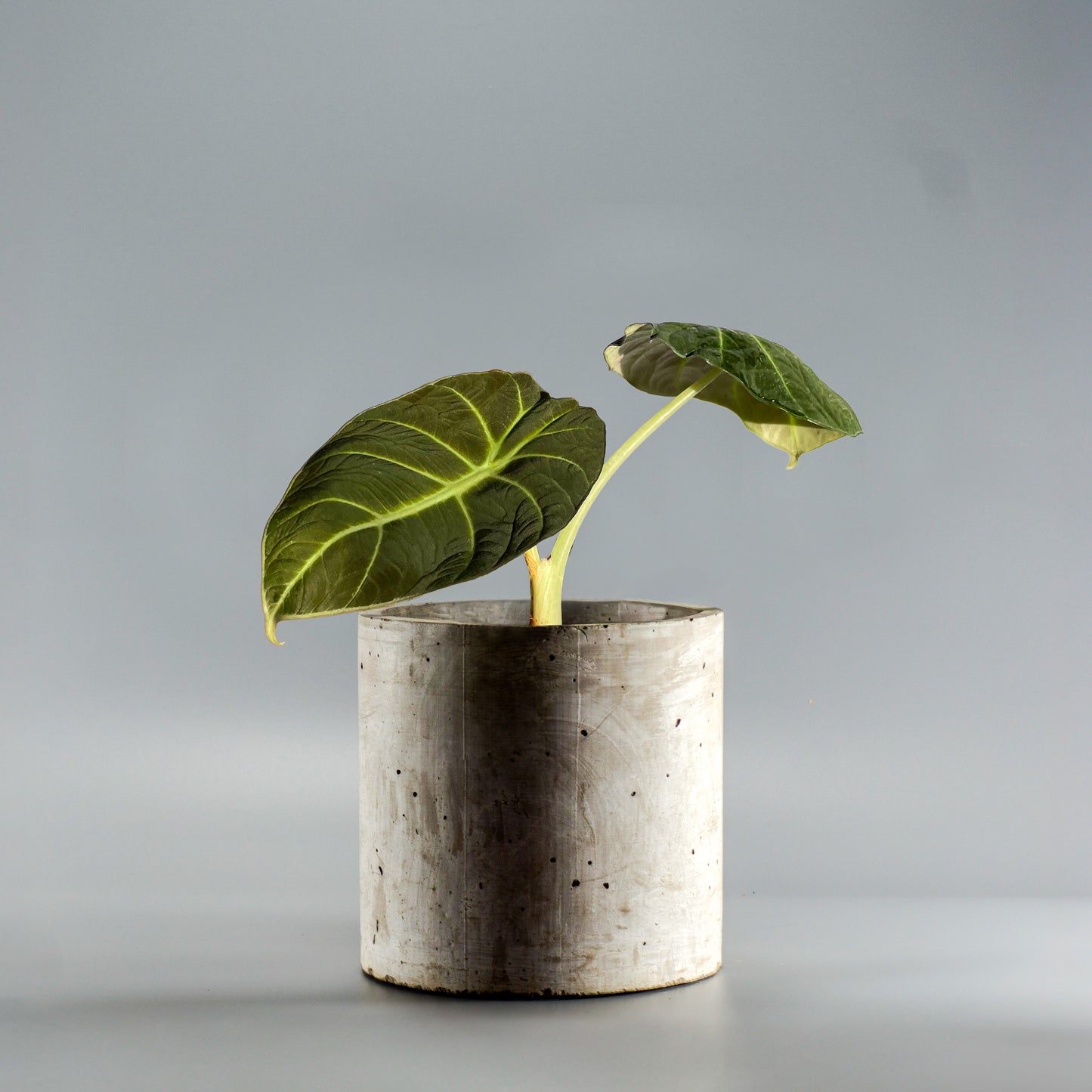 ALOCASIA BLACK VELVET