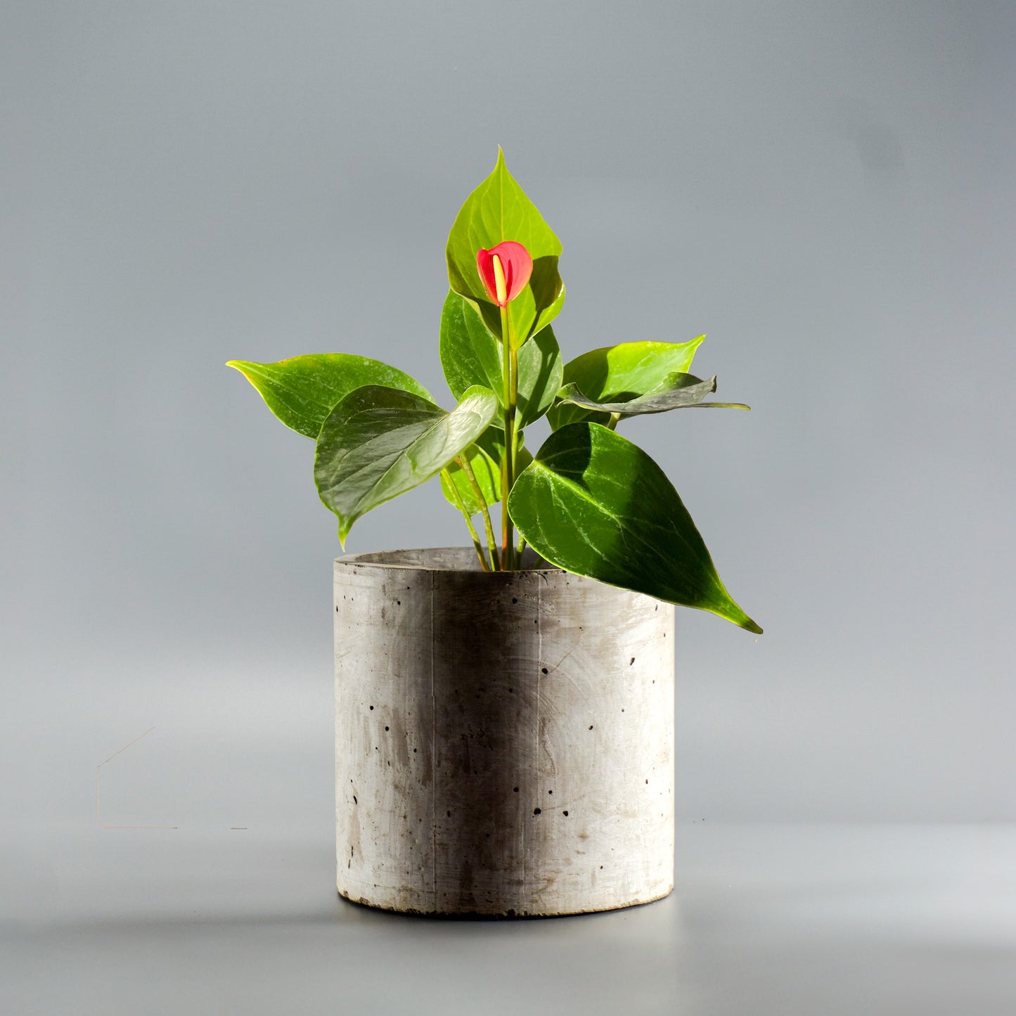 ANTHURIUM