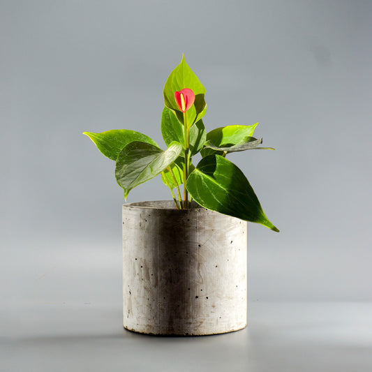 ANTHURIUM