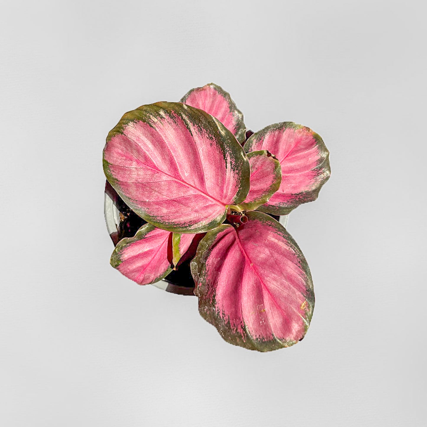 CALATHEA ROSEOPICTA PURPLE ROSE