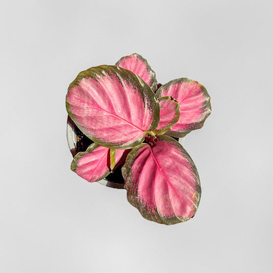CALATHEA ROSEOPICTA PURPLE ROSE