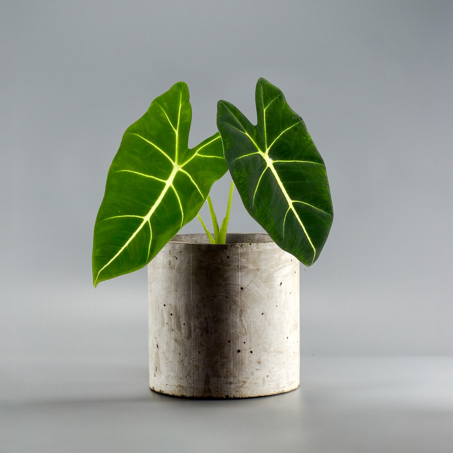 ALOCASIA FRYDEK