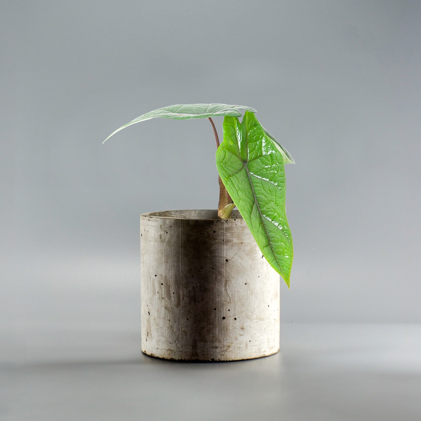 ALOCASIA SCALPRUM
