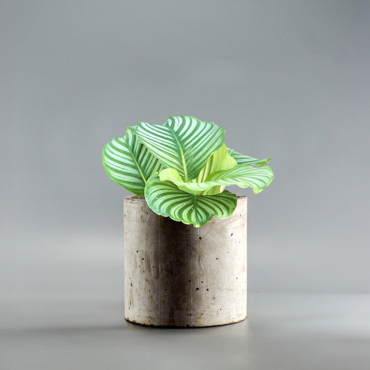 CALATHEA ORBITIFOLIA
