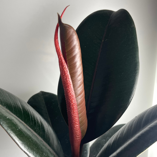 Gomero Burgundy