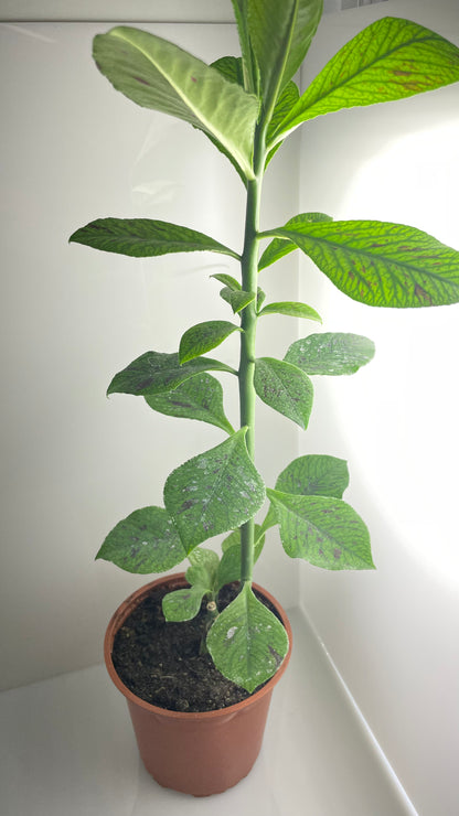 GOMERO INDIO