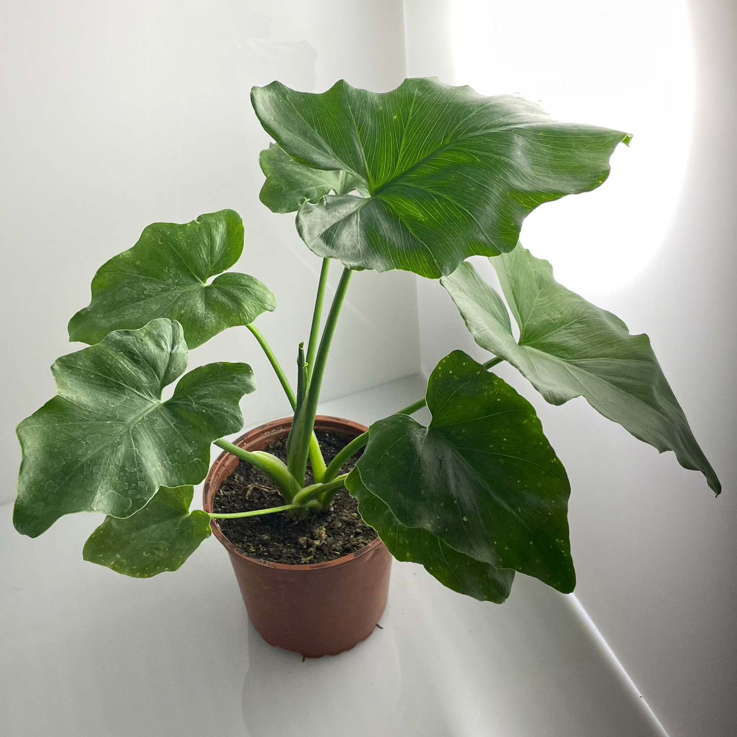 PHILODENDRO SHANGRI-LA