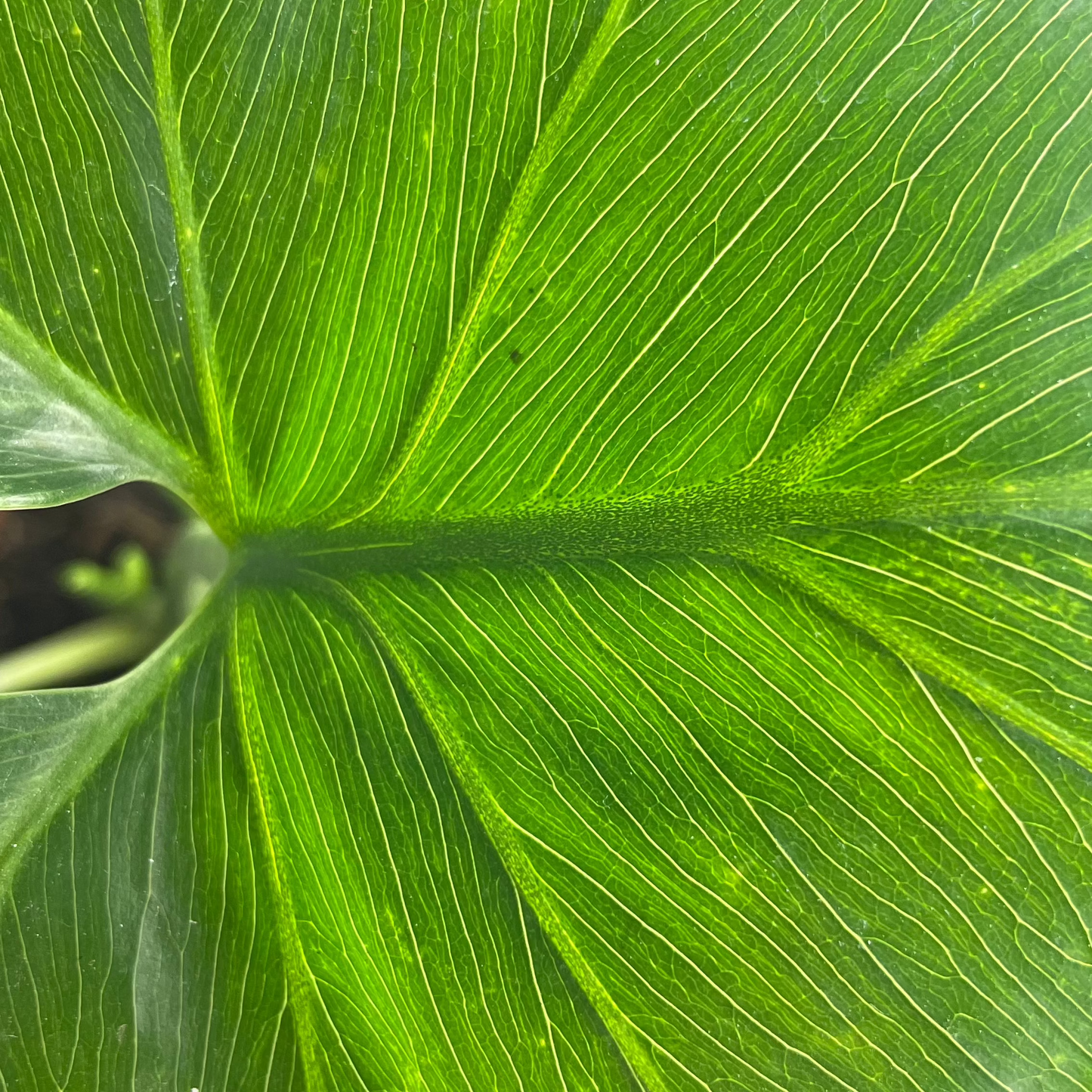 PHILODENDRO SHANGRI-LA