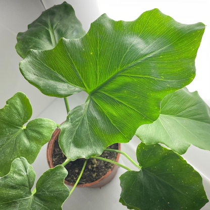 PHILODENDRO SHANGRI-LA