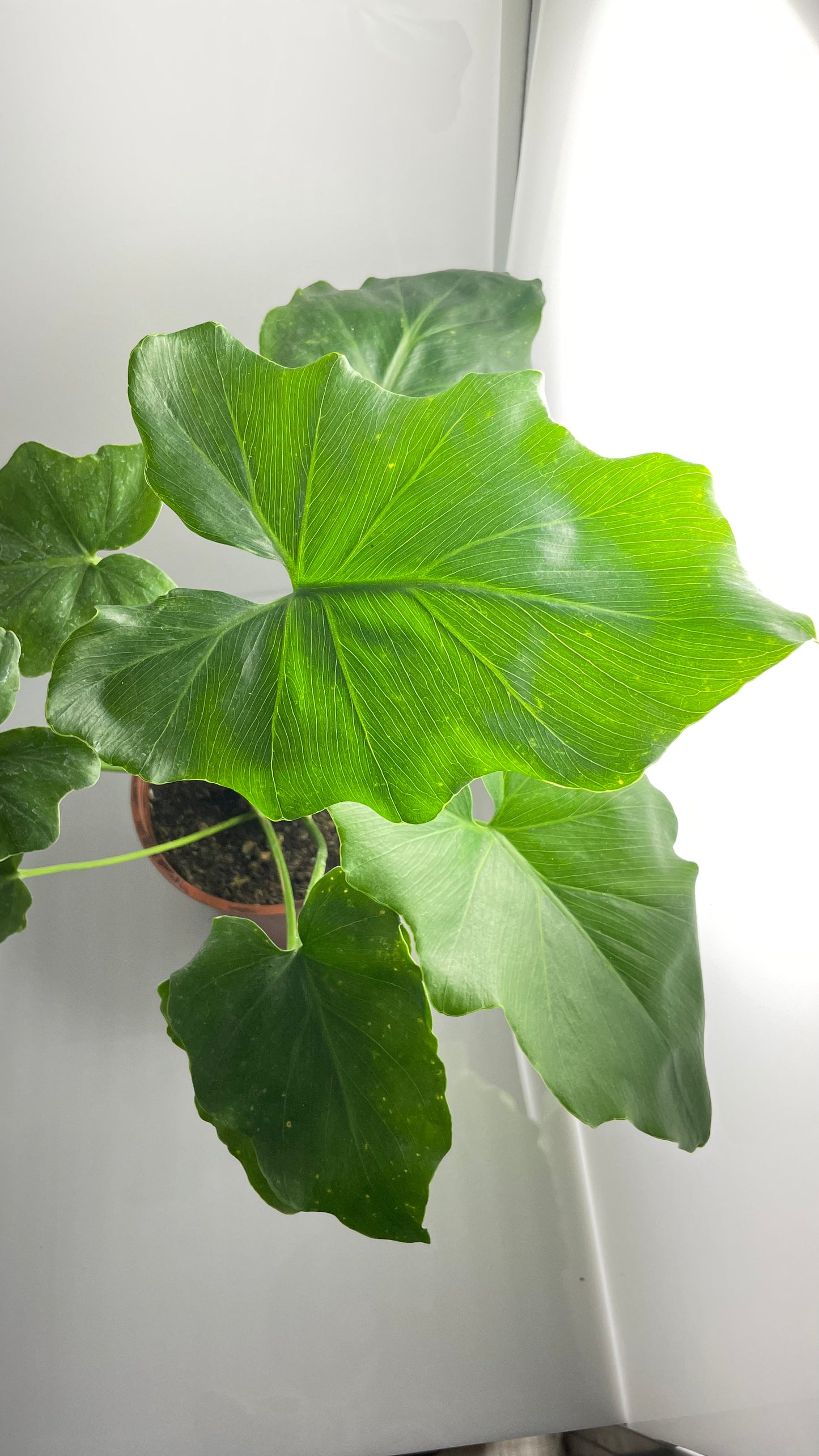 PHILODENDRO SHANGRI-LA