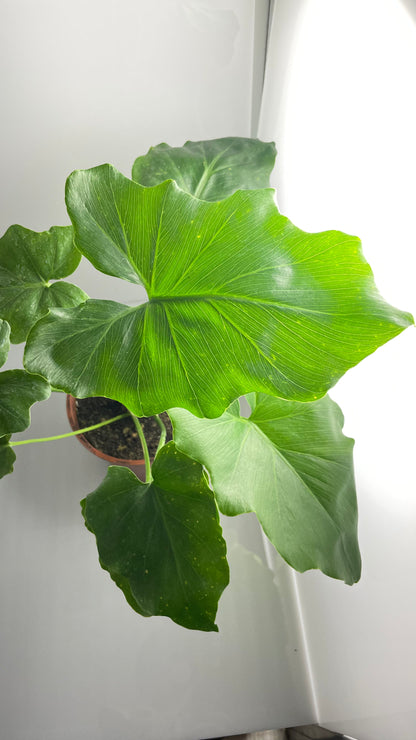PHILODENDRO SHANGRI-LA