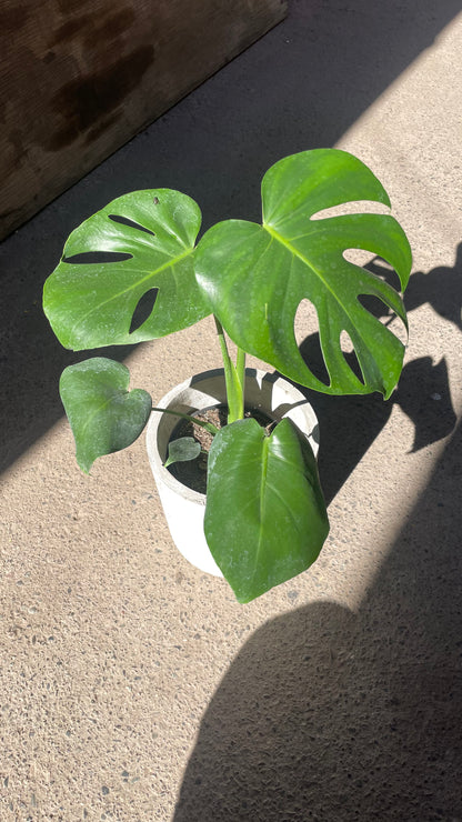 MONSTERA DELICIOSA S